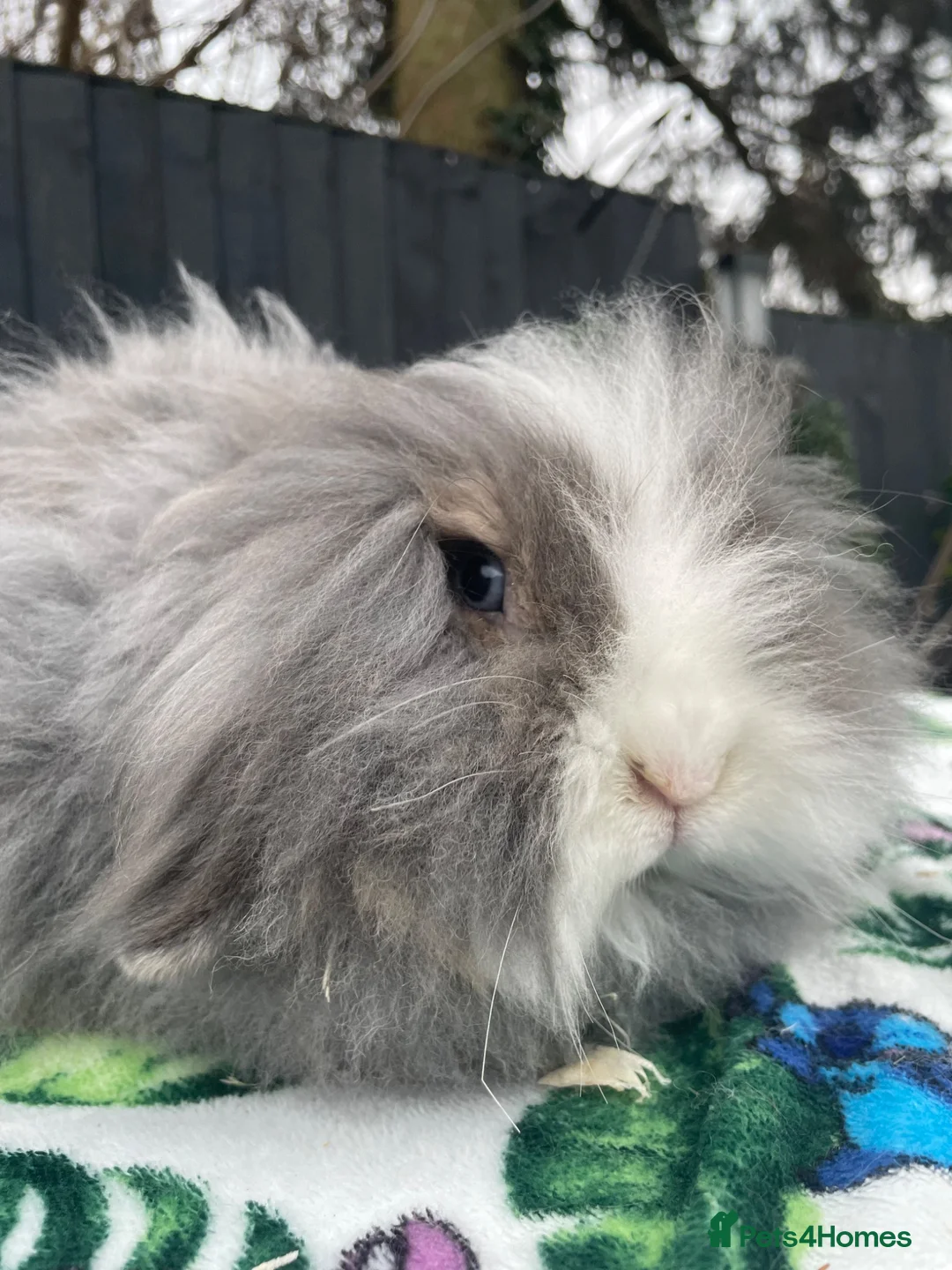 Mini Lion Lop rabbits for sale: Beautiful TeddyWidder Girl - Advert 1