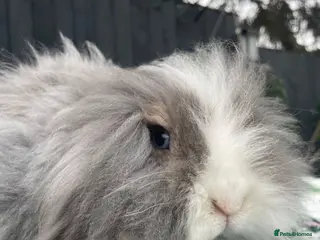 Mini Lion Lop rabbits Beautiful TeddyWidder Girl - Advert 3