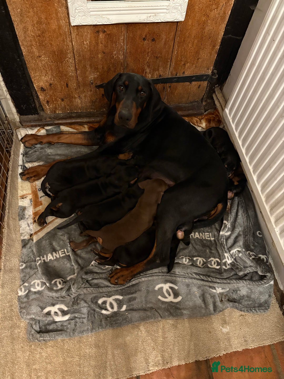 Dobermann dogs for sale: Working doberman - Advert 4