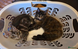 Maine Coon cats for sale: TICA reg Maine coon kittens 1 female left - Image 12