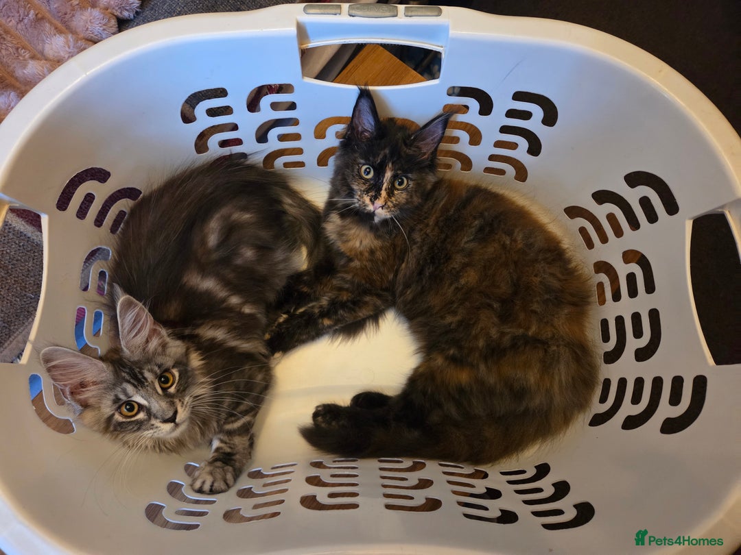 Maine Coon cats for sale: TICA reg Maine coon kittens 1 female left - Image 12