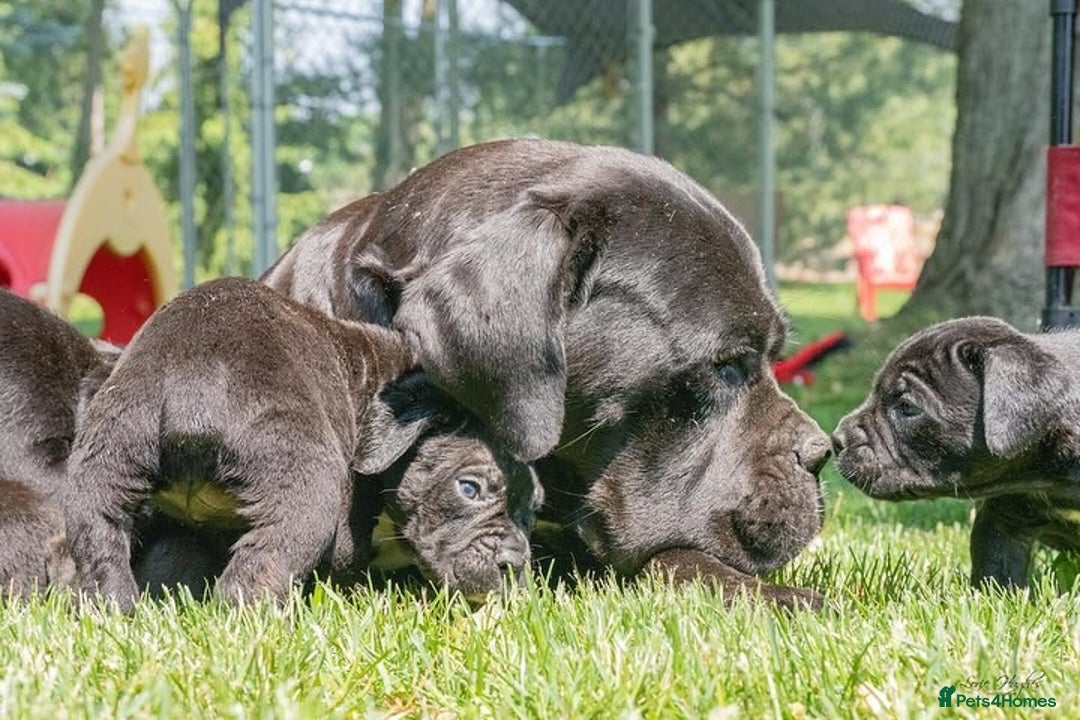 Cane Corso dogs for sale: Beautiful Cane Corso Puppies for Sale  - Image 2