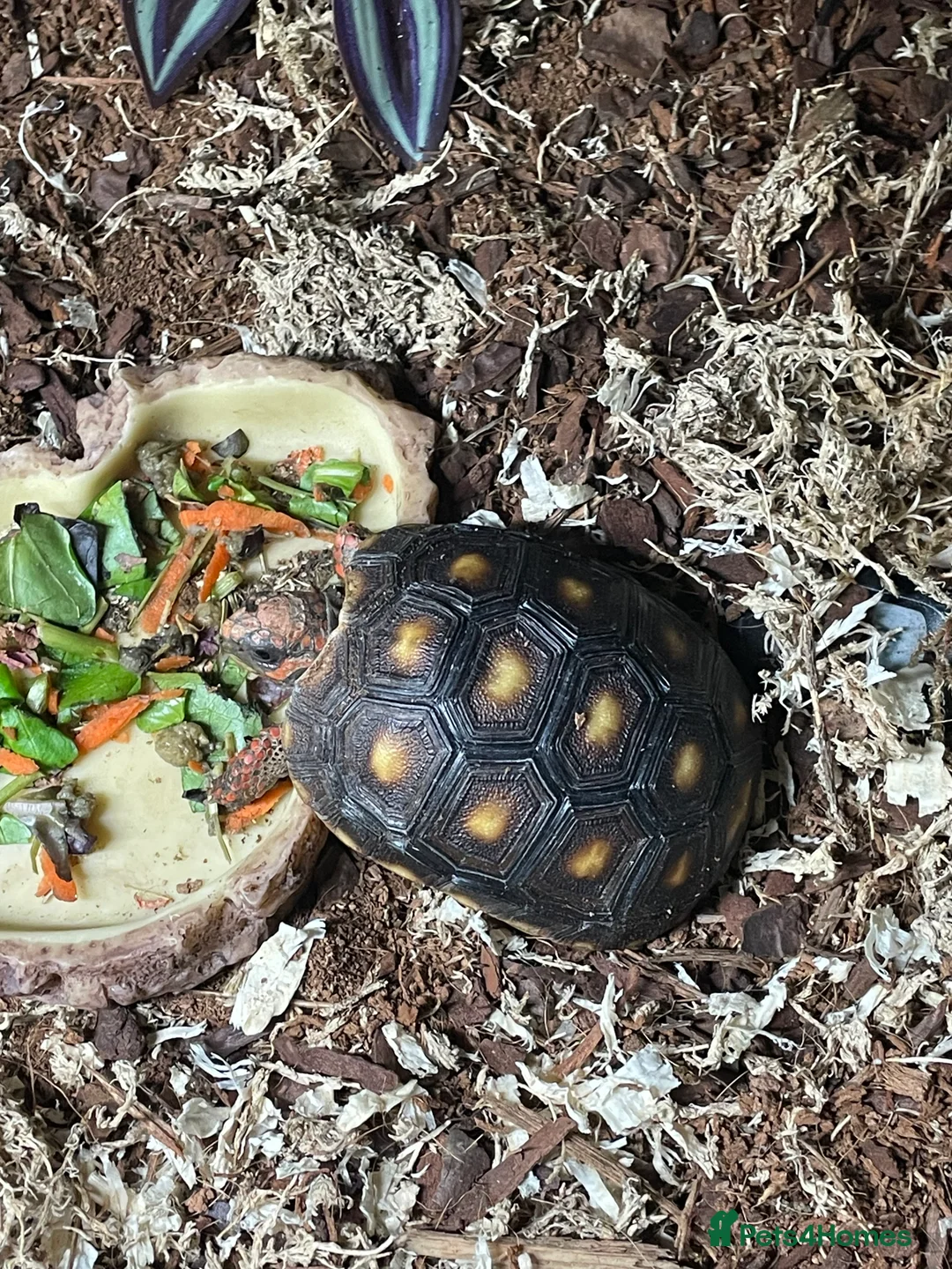 Tortoise reptiles for sale: baby red footed tortoise  - Advert 1