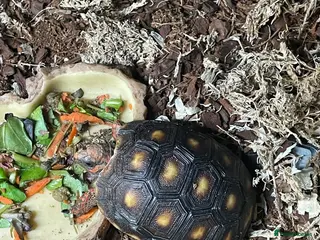 Tortoise reptiles baby red footed tortoise - Advert 1