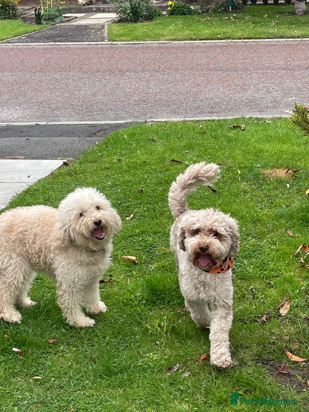 Cockapoo dogs for sale: Cockapoo F1b Puppies born 8 December  - Advert 6