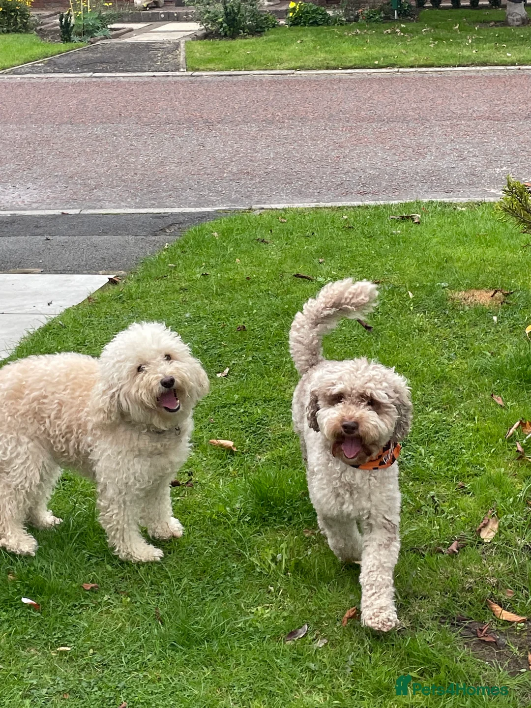 Cockapoo dogs for sale: Cockapoo F1b Puppies born 8 December  - Advert 6