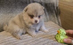 Pomeranian dogs for sale: Rare miniature Teddy face pomeranian puppies  - Image 34