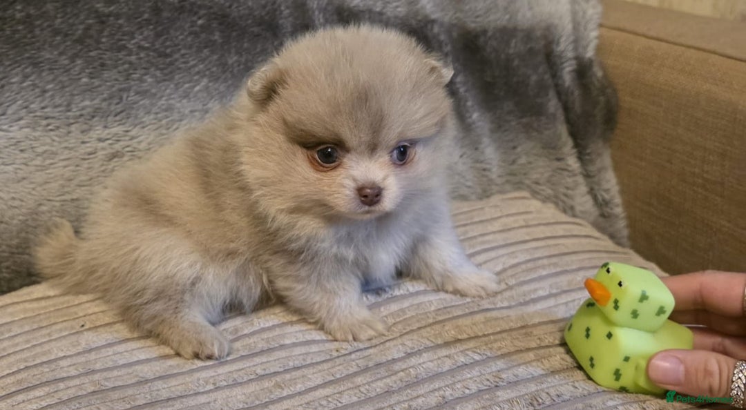 Pomeranian dogs for sale: Rare miniature Teddy face pomeranian puppies  - Image 34