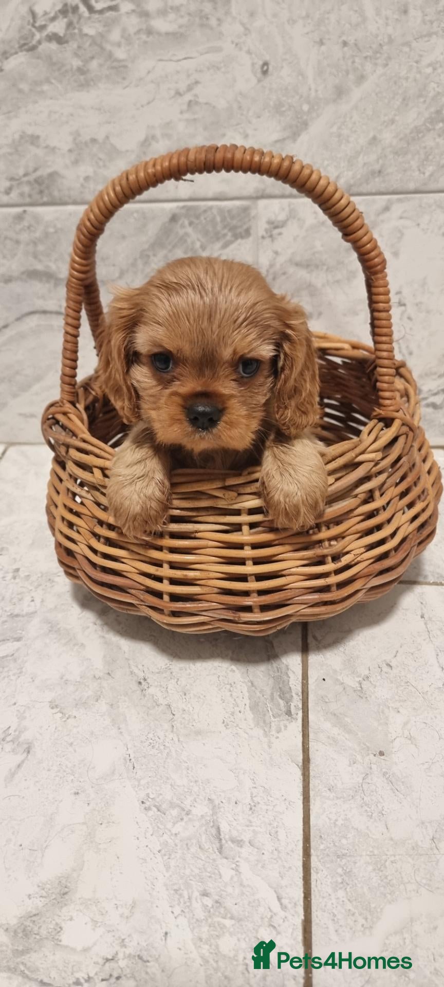 Cavalier King Charles Spaniel dogs READY NOW KC reg old type cavs REDUCED  - Advert 18