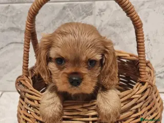 Cavalier King Charles Spaniel dogs READY NOW KC reg old type cavs REDUCED - Advert 18