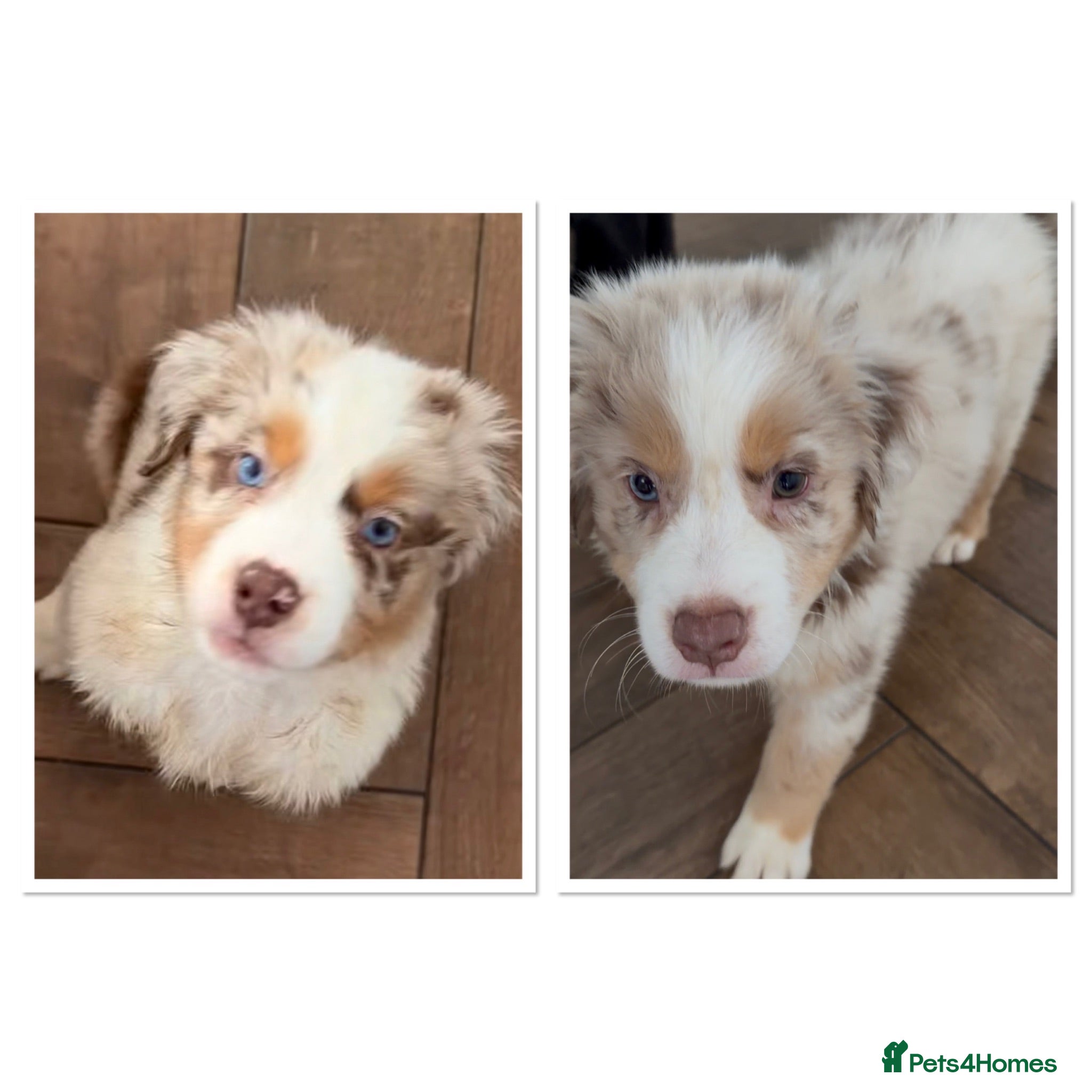Miniature American Shepherd dogs 2 x Red Merle Mini American Shepherd Puppy - Boys - Advert 2