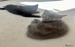 Ragdoll cats for sale: Pretty and affectionate grey ragdoll x tuxedo girl - Image 9