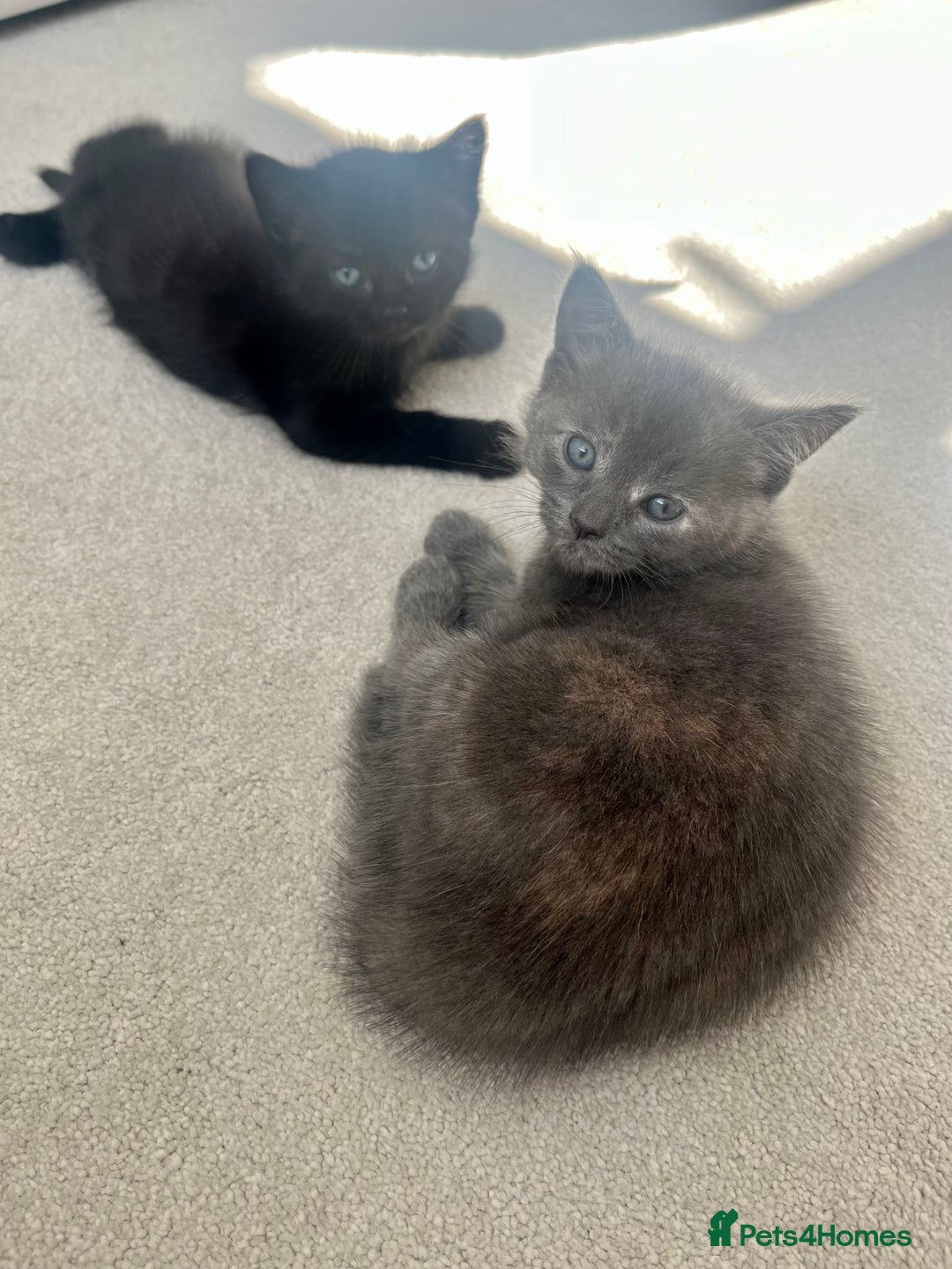 Ragdoll cats for sale: Pretty and affectionate grey ragdoll x tuxedo girl - Image 9