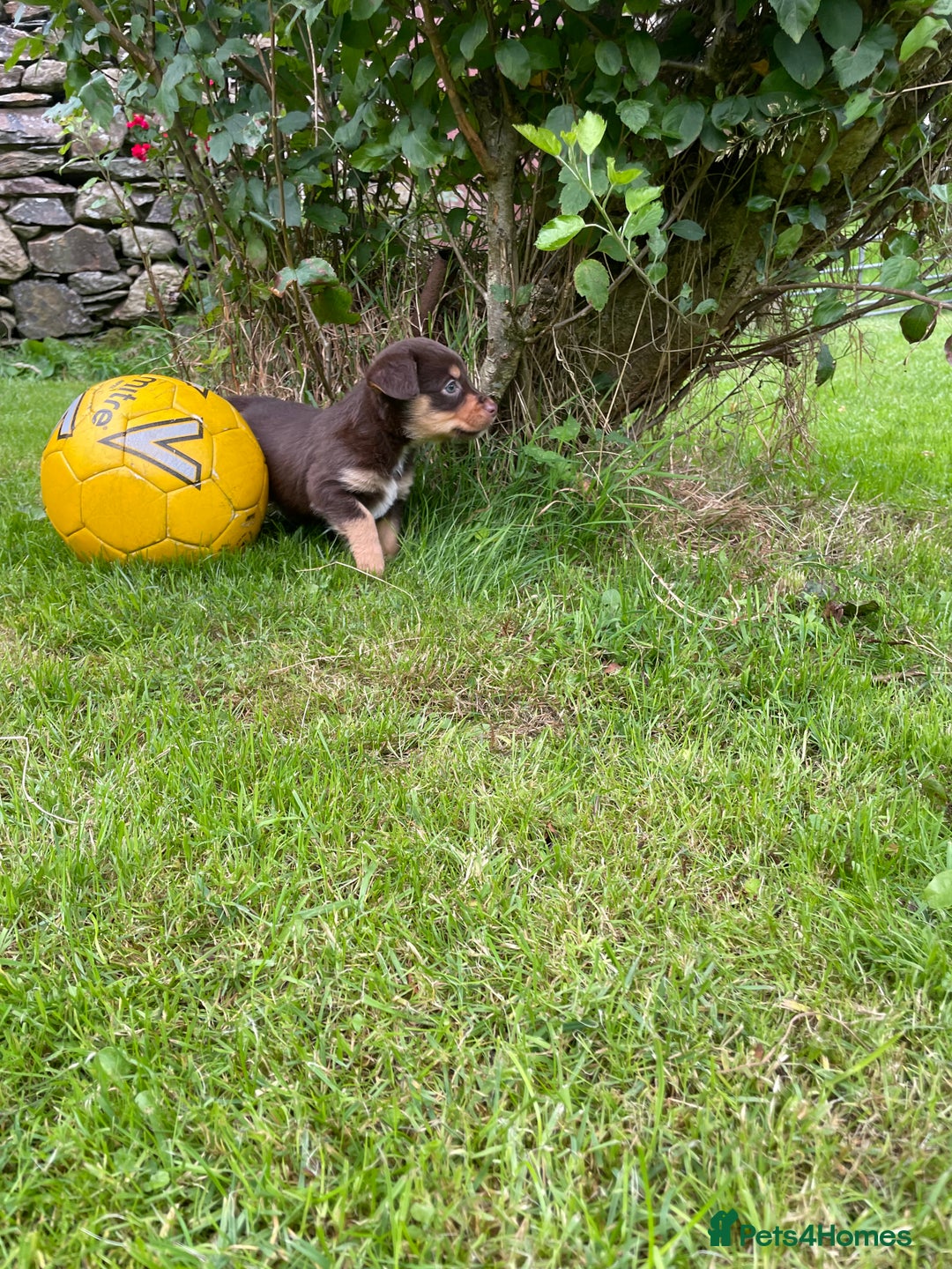 Mixed Breed dogs for sale: Sprollie puppies  - Image 21