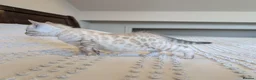 Bengal cats for sale: 🖤🩶🤍 Stunning Bengal Kittens 🤍🩶🖤 - Advert 7