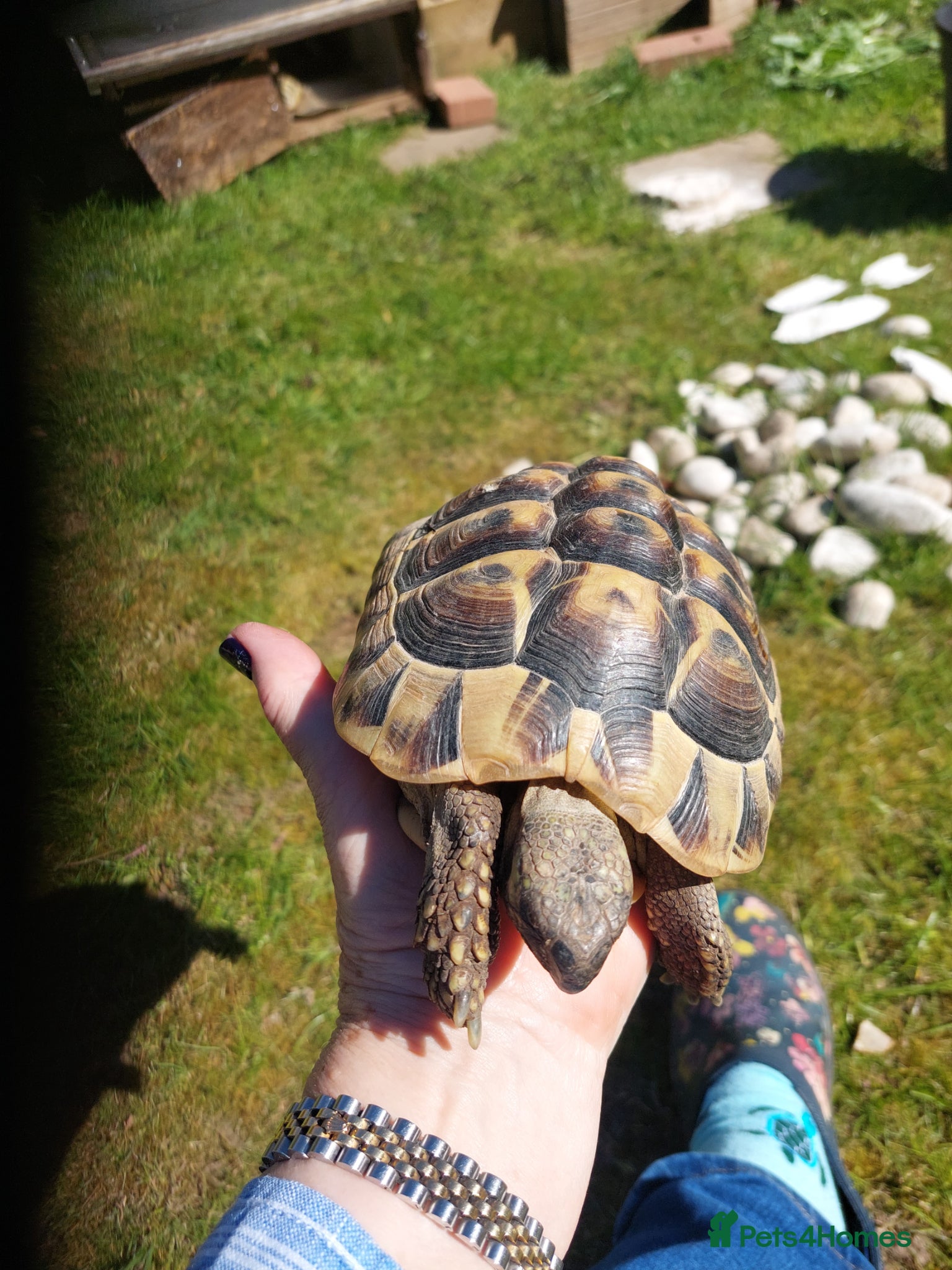 Hermann Tortoise reptiles Hermann tortoise - Advert 2