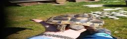 Hermann Tortoise reptiles for sale: Hermann tortoise - Advert 1