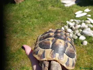 Hermann Tortoise reptiles Hermann tortoise - Advert 2