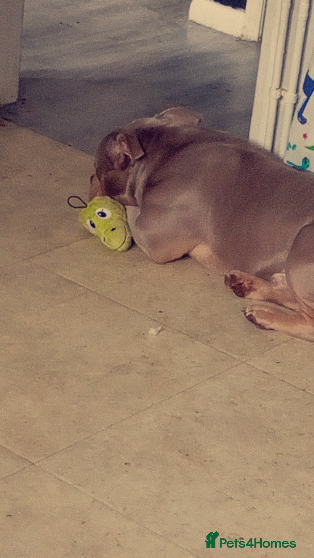 American Bully dogs Miniature bully  - Advert 12