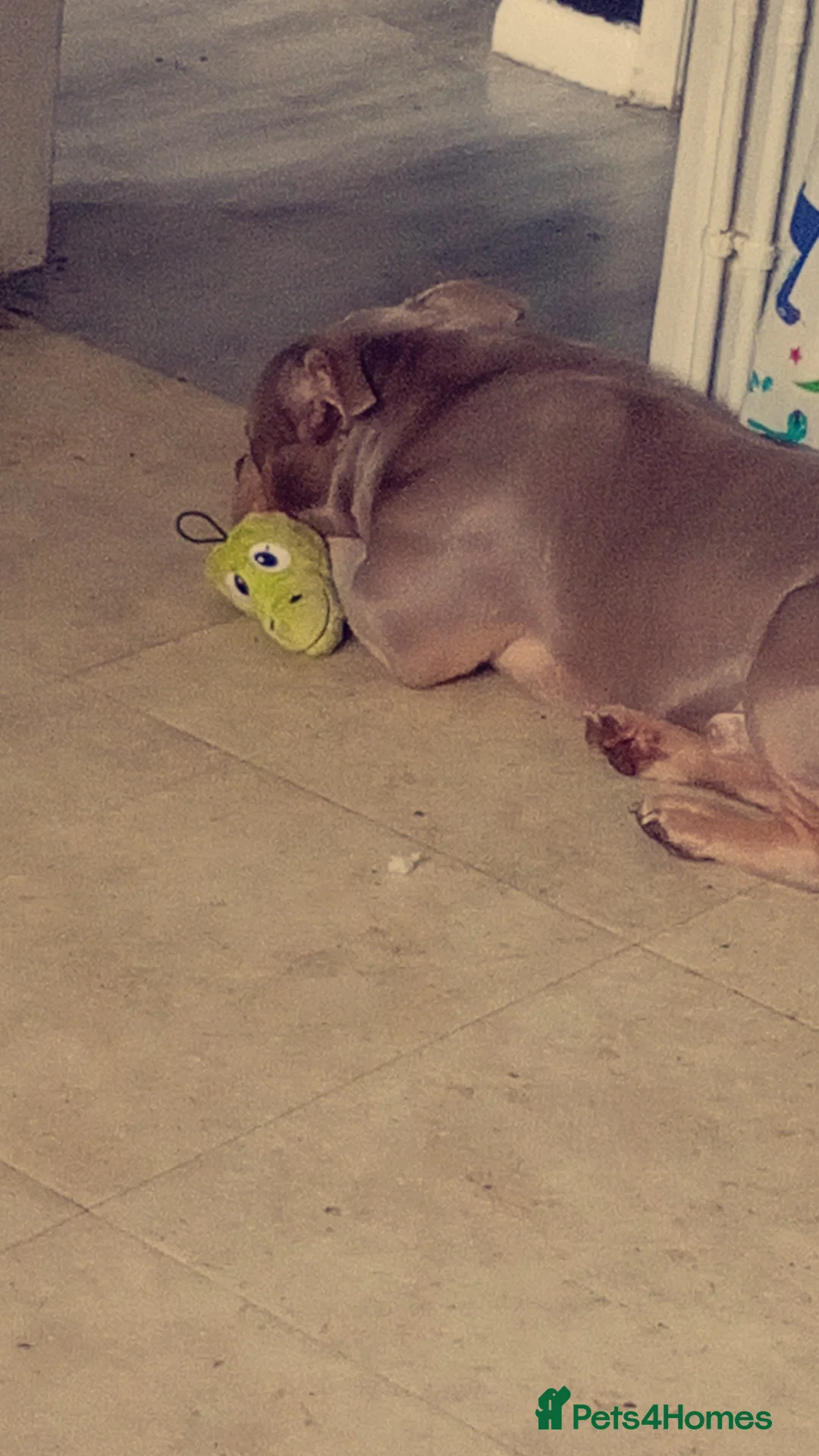American Bully dogs for sale: Miniature bully  in Mansfield - Advert 1