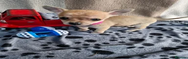Chihuahua 3