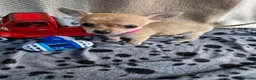Chihuahua dogs for sale: Beautiful Tiny Chihuahua puppies  - Advert 16