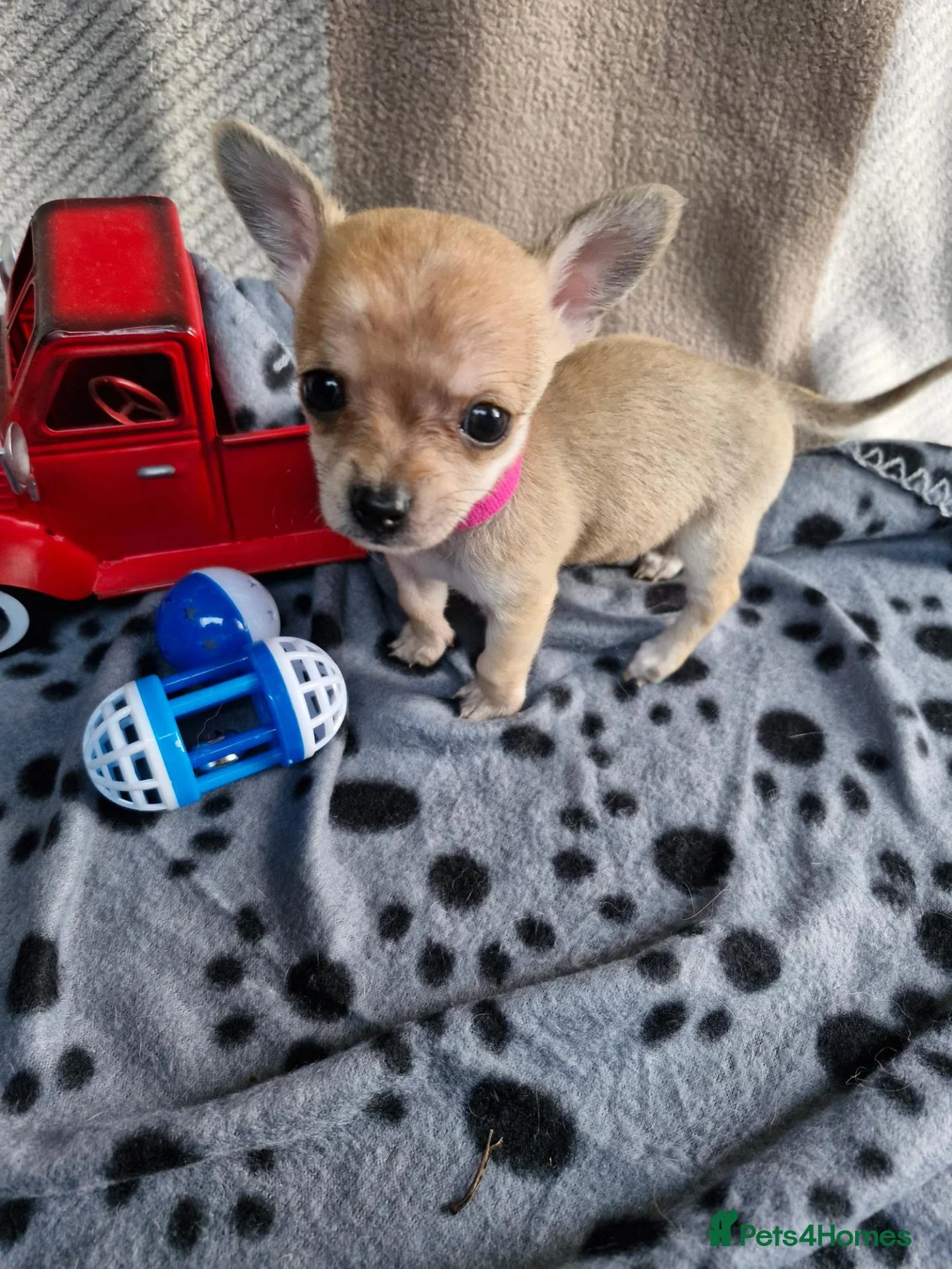 Chihuahua dogs for sale: Beautiful Tiny Chihuahua puppies  - Advert 16