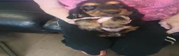Cocker Spaniel dogs for sale: Gorgeous KC Health Tested Show Pups - Advert 25
