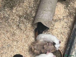 Guinea Pig rodents Guinea Pigs and other rodents available - Advert 11