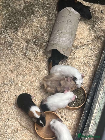 Guinea Pig rodents Guinea Pigs and other rodents available - Advert 7