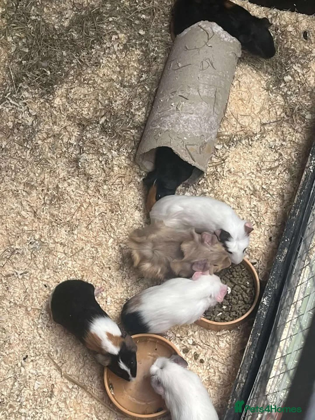 Guinea Pig rodents for sale: Guinea Pigs and other rodents available - Advert 2