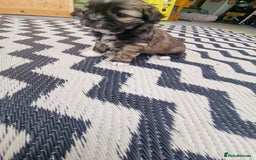 Shih Tzu dogs for sale: wonderful puppies  - Image 5