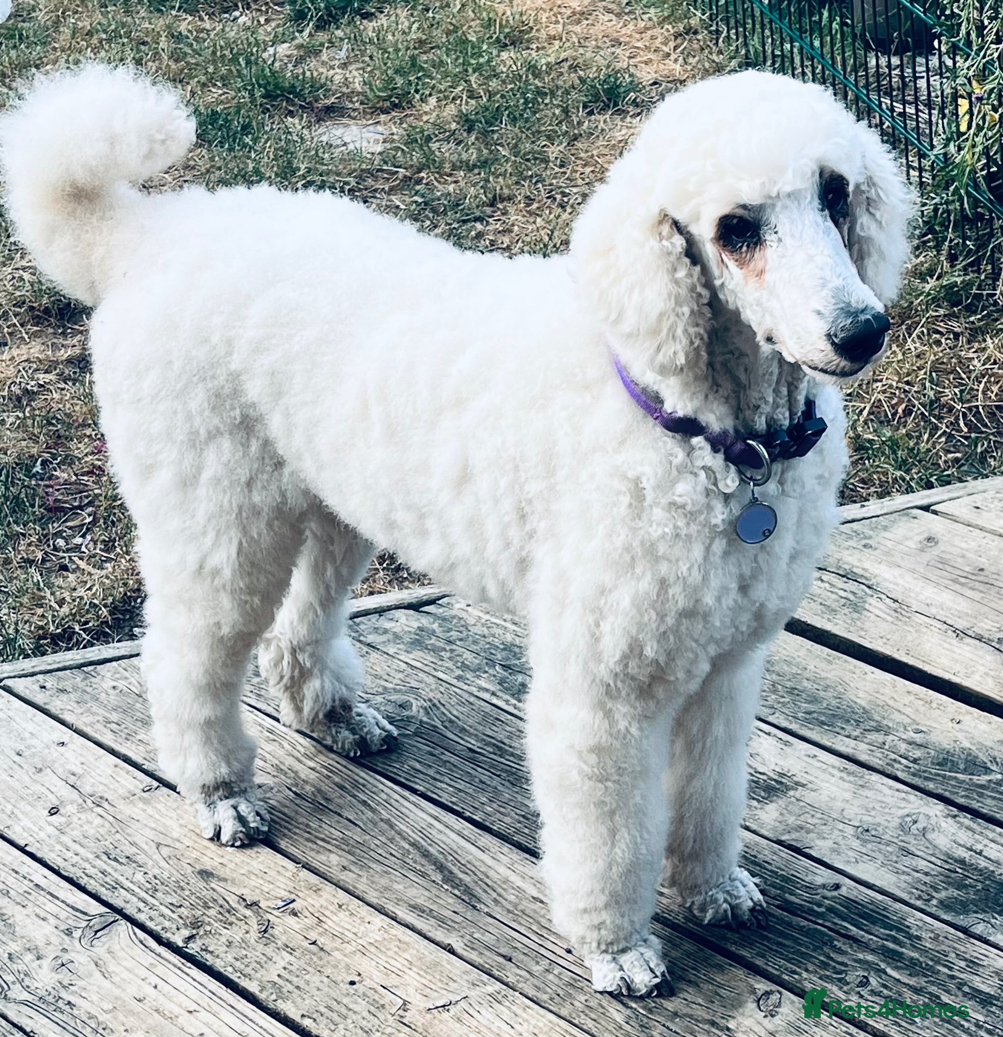 Standard Poodle dogs Standard poodle pups for sale  - Advert 11