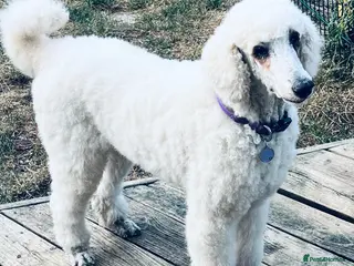 Standard Poodle dogs Standard poodle pups for sale - Advert 11
