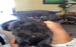 Mixed Breed cats for sale: BRITISH SHORT HAIR MIX  - Image 13