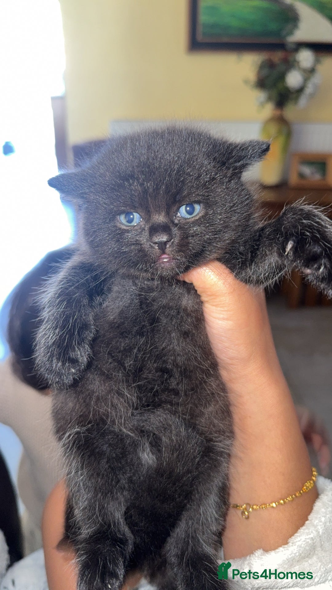 Mixed Breed cats for sale: BRITISH SHORT HAIR MIX  - Image 13