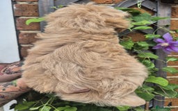 Maltipoo dogs for sale: Amazing TeddyBear Asian Korean Maltipoo puppies - Image 13