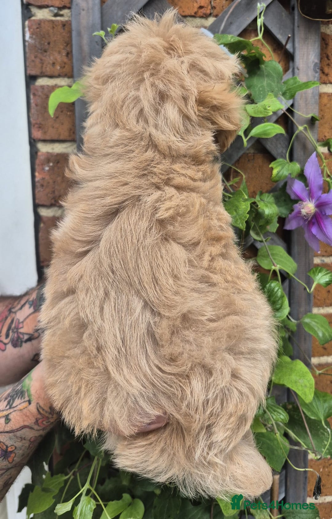 Maltipoo dogs for sale: Amazing TeddyBear Asian Korean Maltipoo puppies - Image 13