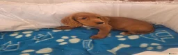 Cocker Spaniel dogs for sale: Golden and Black working type cocker spaniels - Advert 16