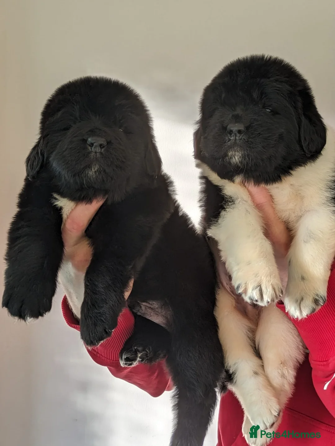 Newfoundland dogs for stud: KC registered health tested Landseer Newfoundland  in Ilkeston - Advert 22