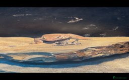 Monitor reptiles for sale: Red Ackie  - Advert 4