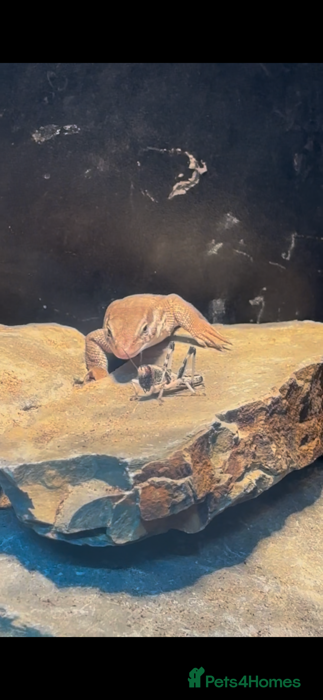 Monitor reptiles for sale: Red Ackie  - Advert 4