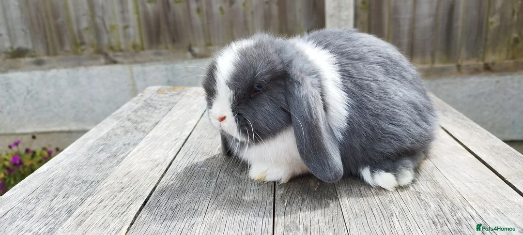 Mini Lop rabbits for sale: Mini Lop bunnies Pure Breed  - Advert 2
