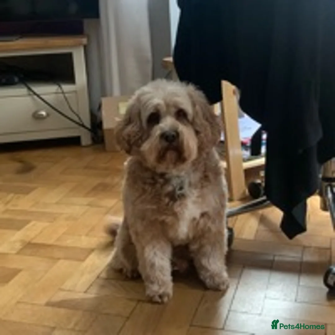 Cavapoo dogs for stud: F1 PROVEN Toy Cavapoo DNA Clear stud in Stafford - Advert 21