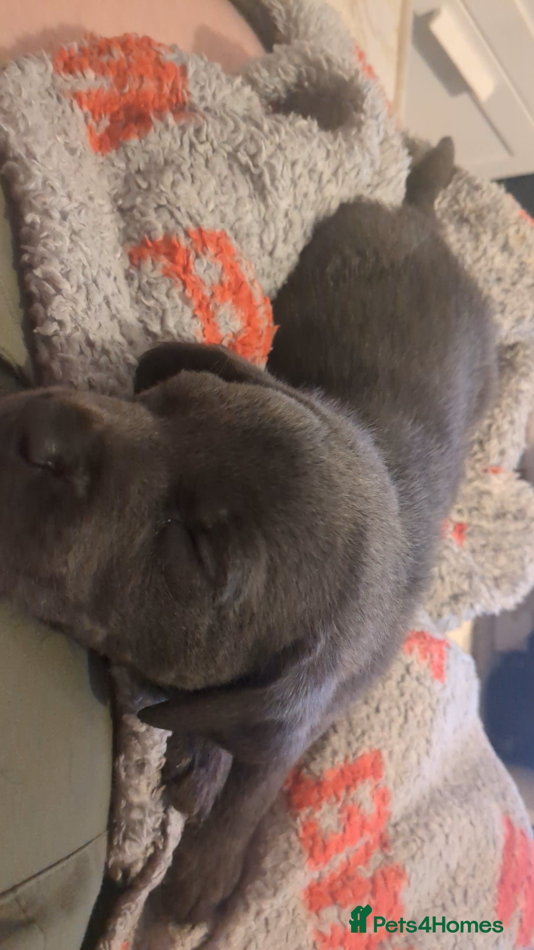 Labrador Retriever dogs for sale: Gorgeous black and silver Labrador puppies - Advert 2