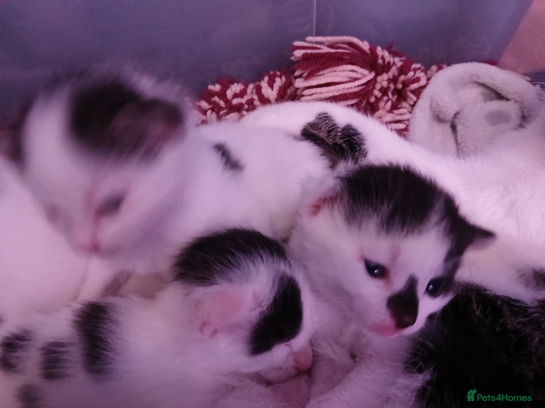 Chausie cats for sale: Beautiful babies needing forever homes - Image 3