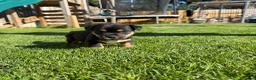 Mixed Breed dogs for sale: Fluffy french cross jack  - Advert 4