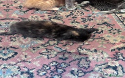 Norwegian Forest Cat cats for sale: Norwegian forest x Bengal kittens  - Image 7