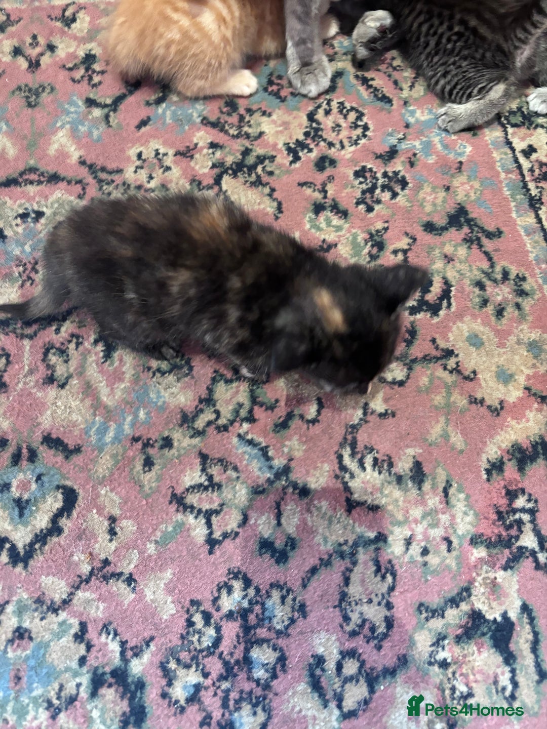 Norwegian Forest Cat cats for sale: Norwegian forest x Bengal kittens  - Image 7