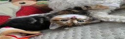 Domestic Shorthair cats for sale: 5 beautiful kittens - Advert 2